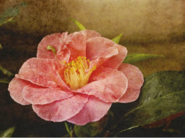 La culla del dècoupage 1571 0 la_ culla_del_decoupage